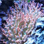 bubble tip anemone
