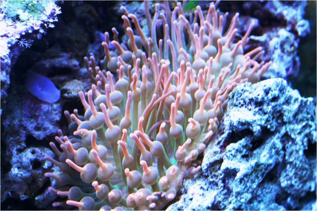 bubble tip anemone