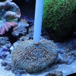 feeding corals