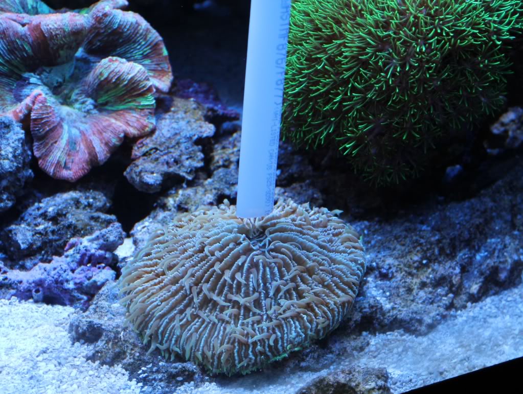 feeding corals
