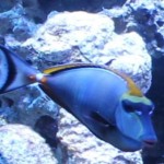 Blond Naso Tang