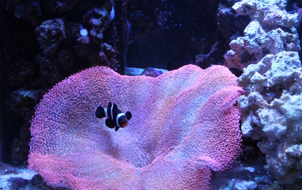 Keeping Anemones Reef Aquarium