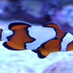 Ocellaris ClownFish