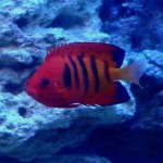 Dwarf Flame Angelfish