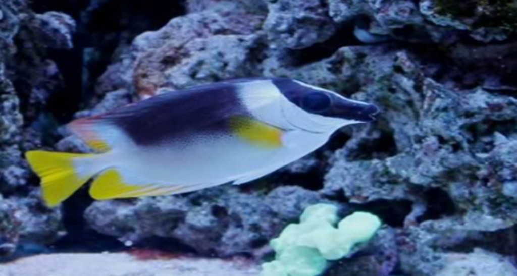Metallic Foxface Reef Aquarium