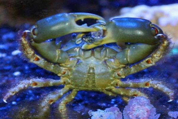 Emerald Crab