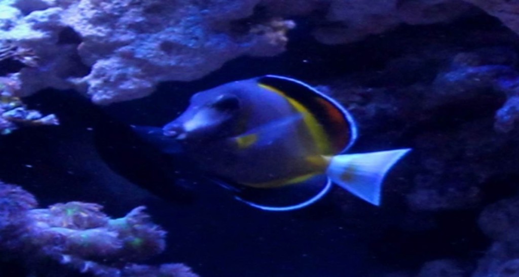 Powder Brown Tang Reef Aquarium