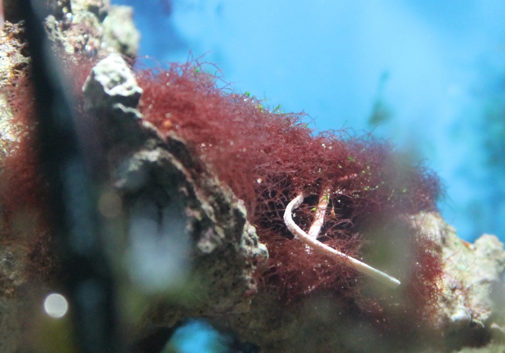 Red Hair Algae - Reef Aquarium