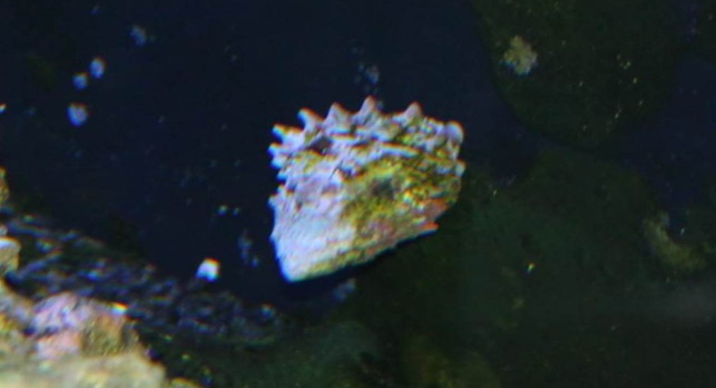 Turban Snail Reef Aquarium