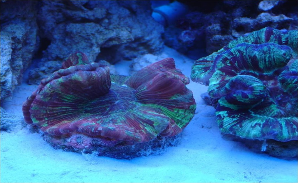 Brain Coral Reef Aquarium