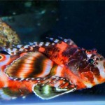 Fu Manchu Lionfish