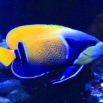 Majestic Angelfish