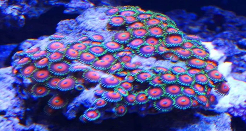Zoanthid Corals ( Zoas ) Reef Aquarium