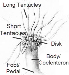 Aiptasia-anatomy