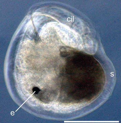 larva in metamorphosis (25% of development) of Aeolidiella stephanieae. Scale bar is 100 μm.     e=eyes     cil=cilia     s=shell. Picture by:Alen Kristof & Annette Klussmann-Kolb