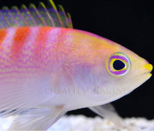 Caledonia Sunrise Anthias closeup