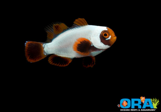 juvenile gold nugget clownfish