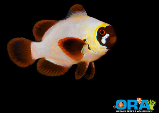 morphing gold nugget clownfish