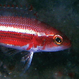 Serranus aliceae