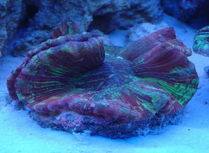 Brain Coral