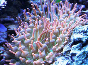 Bubble Tip Anemone in reef aquarium