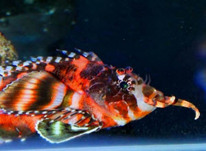 Fu Manchu Lionfish