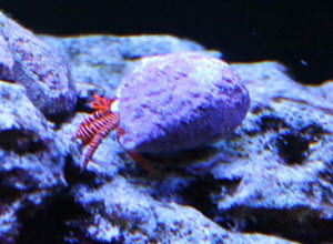 halloween hermit crab in reef aquarium