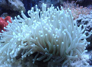 Long Tentacle Plate Coral