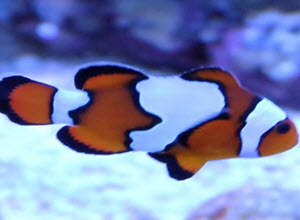 Ocellaris ClownFish