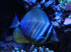 Sailfin Tang