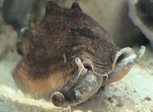 conch snail in reef aquarium