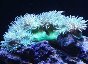 Dunacan coral