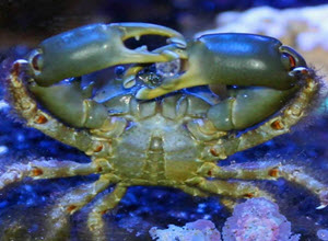 emerald crab in reef aquarium